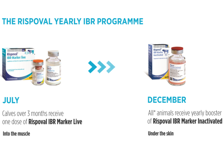 Rispoval IBR Yealry programme 