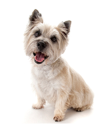 Westie Dog Image