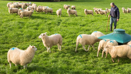 Sheep image