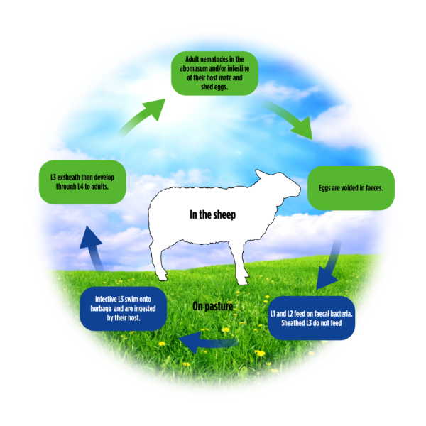 Life Cycle Of A Sheep