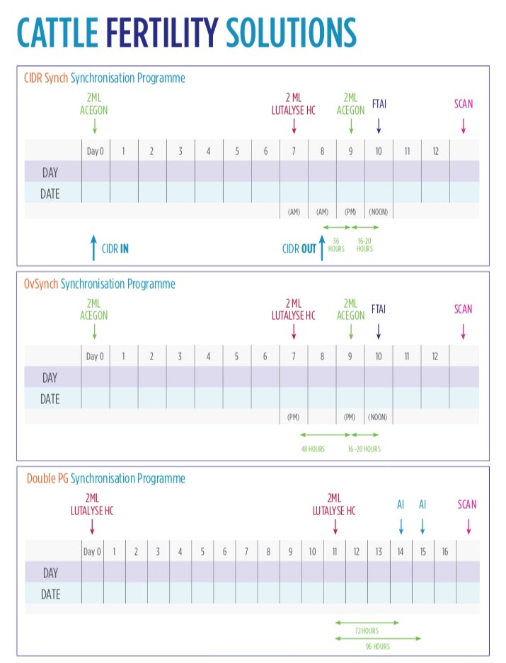 Cattle Fertility Solutions