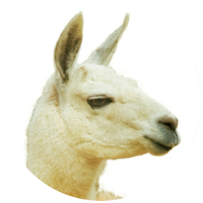 Llama