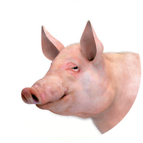 Pig