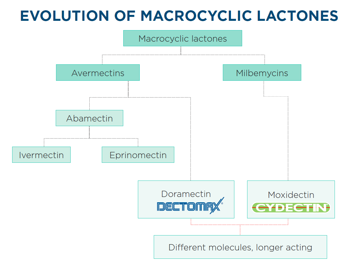 Evolution of Macrocyclic lactones