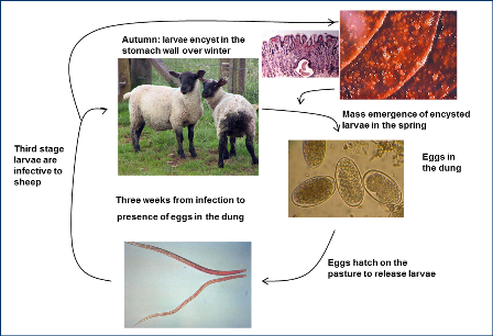 Information on sheep worms