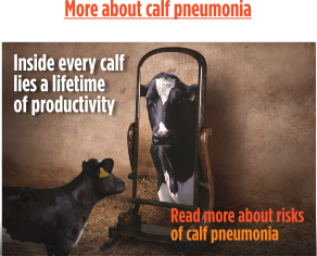 Risk of calf pneumonia 